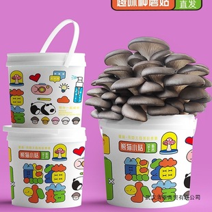 Ģ���NֲͰ�b����ʳ�þ��̨������ƽ��Ȥζ�B��������DIY�Y��Ͱ