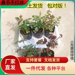 һ�����l�¼����绨�����ļ��_����ľ���ܹ�֭��zȸǤ��С������