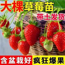 奶油草莓苗原盆原土四季结果红颜盆栽带果阳台南北方种植果苗秧苗