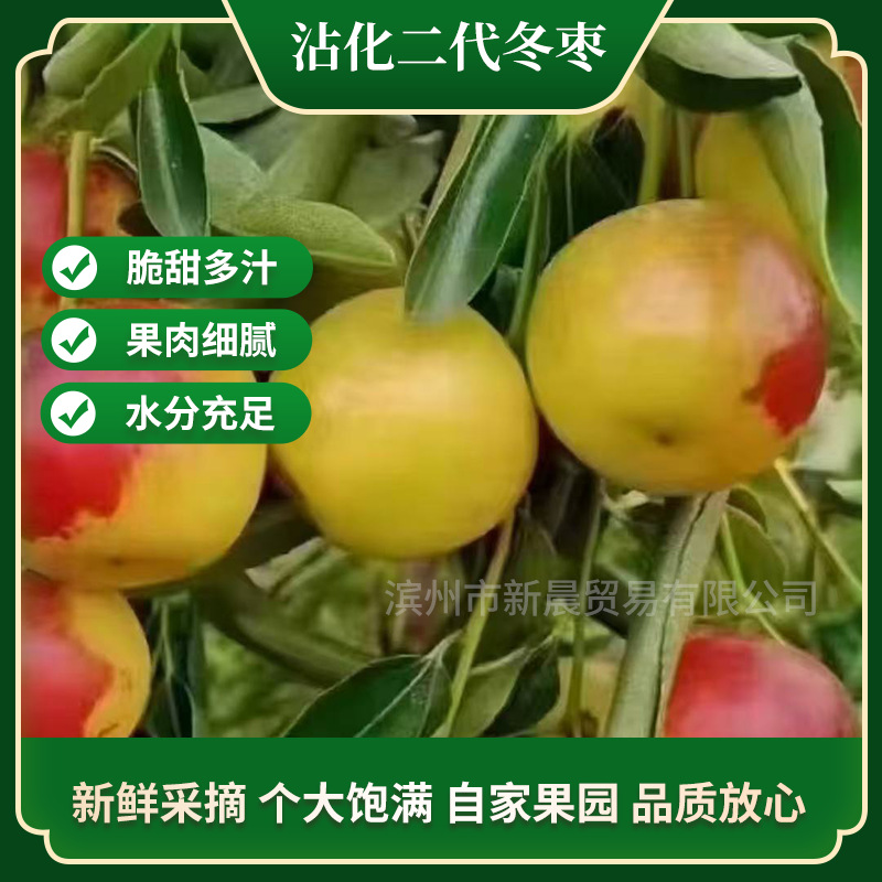 Shandong Zhanhua second generation winter dates fresh seasonal crisp dates pregnant fruit sour dates whole box 5 jin free shipping crisp sweet juicy