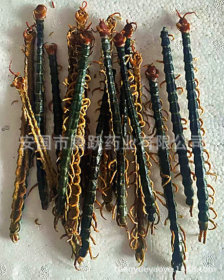 Dried Whole Centipede Wu Gong 500g Chinese Herbal Material Scolopendra Subspinipes Mutilans specifications
