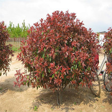 散装新采红叶石楠种子 灌木植物石楠种子 火焰红千年红籽批发