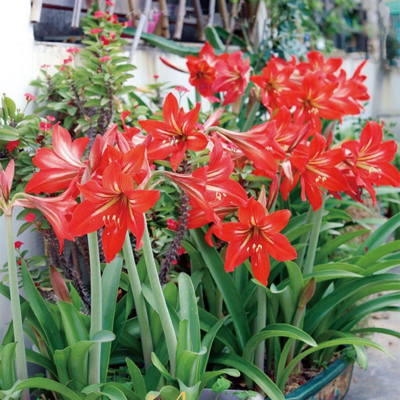 Четыре сезона Чжу Динхун Посадка семян в горшке Садоводство Посадка в горшке Чжу Динхун Большой шар для посадки цветов Просмотр многолетних цветов Корень садоводства