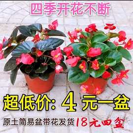 四季海棠丽格海棠花盆栽室内庭院四季开花秋海棠玻璃翠大花重瓣