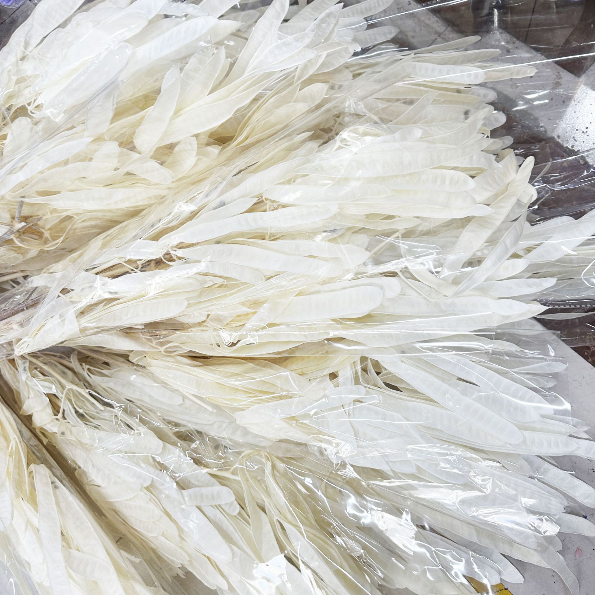 Eternal Floating Color Flat Beans Authentic Pod Wholesale Decor Photo Prop DIY Home Decor Accessory Factory Direct Sale