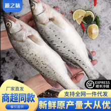 海鲈鱼整条大号新鲜冷冻海鱼深海鱼七星鲈鱼新鲜海鲈鱼商用批发