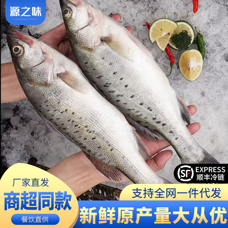 海鲈鱼整条大号新鲜冷冻海鱼深海鱼七星鲈鱼新鲜海鲈鱼商用批发