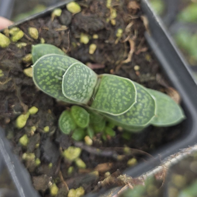 소형 보물 3-4cm (플라스틱 화분은 배송이 용이함)