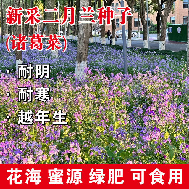 二月兰花种子新釆诸葛菜种籽宿根景观花海路边多年生花籽耐阴耐寒