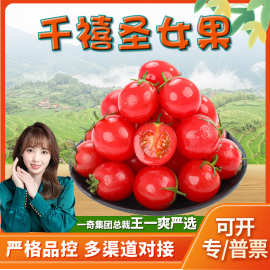 【严选】山东千禧圣女果 代发5斤新鲜小番茄小洋柿子应季孕妇水果