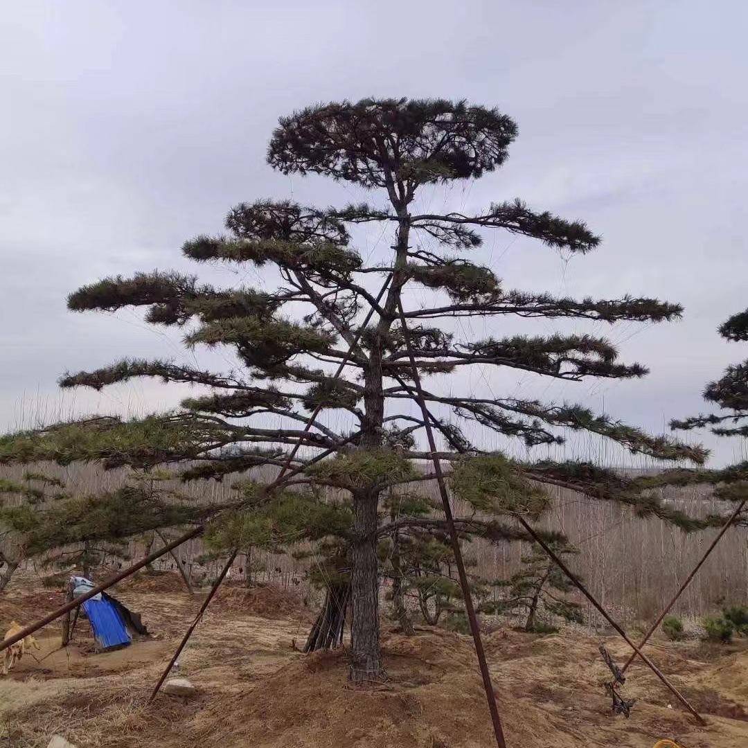 油松黑松造型油松1到30公分粗四季常绿树樟子松红松