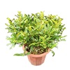 Sell potted fresh -aromatic wood to absorb formaldehyde to release aroma, indoor purification air indoor green plant flowers