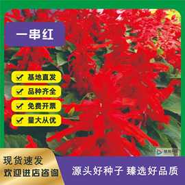 矮串红花种子一串红串串红室外庭院室内阳台盆栽花卉易活植物花籽