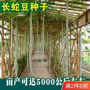 �߹ϷN���߶��ǷN���L�߶��ļ��������r����@��ɫ�߲˷N��