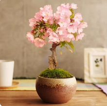 日本樱花早晚樱办公室内绿植盆景素材嫁接盆栽苗小品老桩微型盆景