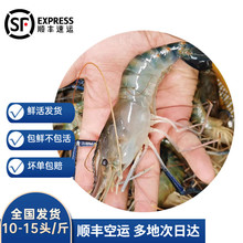 沢素湾大号罗氏虾鲜活发货 罗氏沼虾大头虾 10-15头 冰鲜送礼礼盒