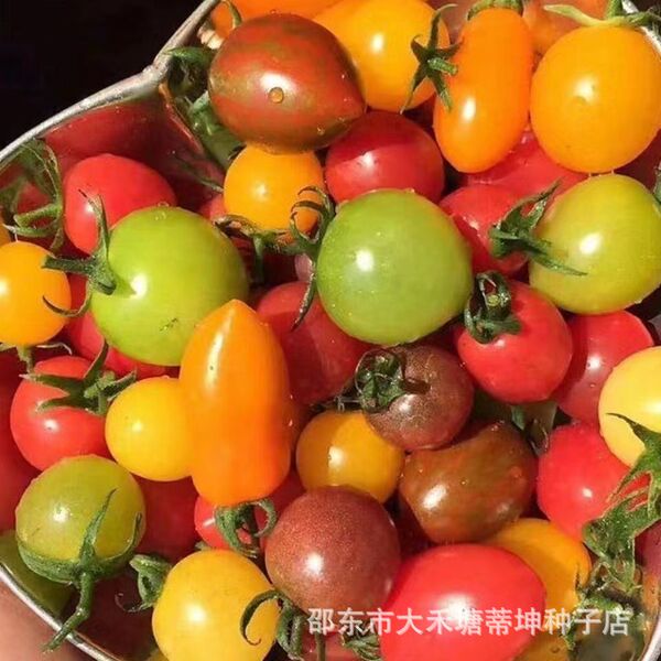 Colorful tomato seeds tomato seeds colorful cherry tomatoes small…