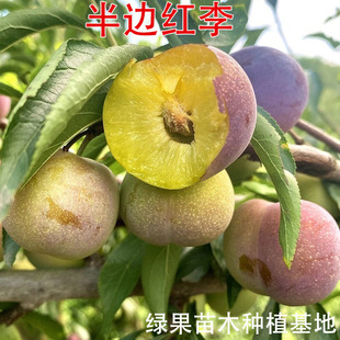 ����Ó�������� ��t���Ә��� ��߅�t�� ��t�������x�˹���