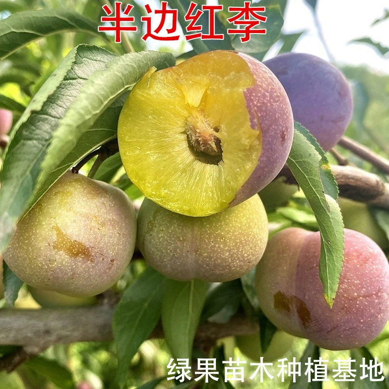 Хрустящие сладкие безкостные саженцы сливы, хрустящие саженцы красной сливы, полудикая слива, саженцы зеленой сливы, плодовые деревья без косточек.