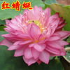 Bowl lotus hydroponic plant species, flowers, flowers, four seasons of interior flowering water, water lotus lotus seed lotus seed seed seeds