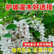 ̻No¹ѲݷN׻̻㻨뻱󻱻N