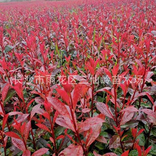 �t�~ʯ骺��ϻ������l���|���̼t�~ʯ�С�� ͥԺ�G�h�t�~ʯ�