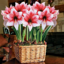 朱顶红蜡球精品重瓣种球进口蜡封无需水土养护懒人好养活新年礼物