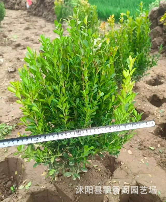 Саженцы самшита мелколистного курчавого для формировки
