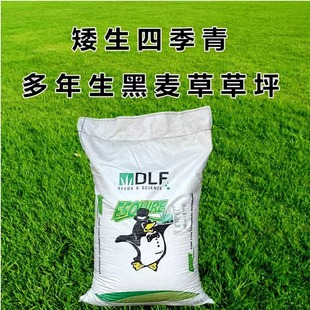 Lawn Seeds, Dwarf Ryegrass Slope Protection, Tall Fescue Seeds, Perennial Grass Seeds, Easy to Grow in All Seasons, Cold-Resistant and Drought-Resistant