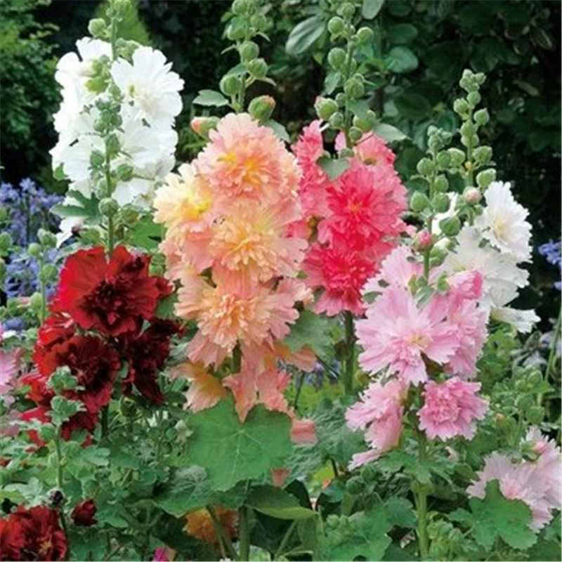 Четырехсезонные семена мальвы, легко выращиваемые, семена мальвы с двойными цветками, семена многолетних цветов для открытого двора, красные, смешанные по цвету, высотой до одного фута.