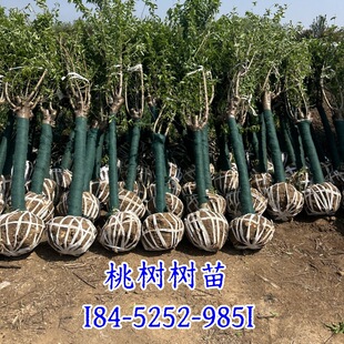 Peach Tree Saplings, Mountain Peach, Hairy Peach Tree, Purple-Red Leaf Flower, Peach Tree 8cm Peach Tree Base, Multicolored Dragon Peach Tree