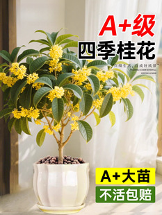 ļͿʳ҃ȻֲͥԺGֲ̨_