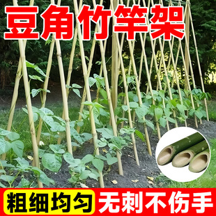 Bean Trellis Bamboo Pole Vegetable Garden Frame Cucumber Tomato Climbing Vine Grape Trellis Small Bamboo Thin Bamboo Pole Fence Barrier