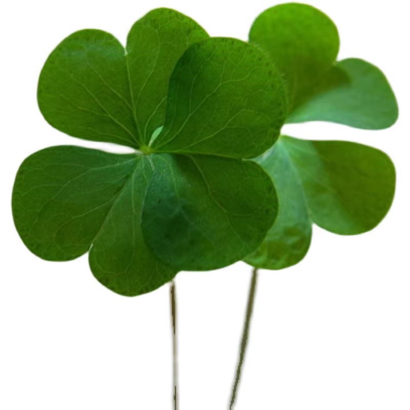 Lucky grass 200 grains