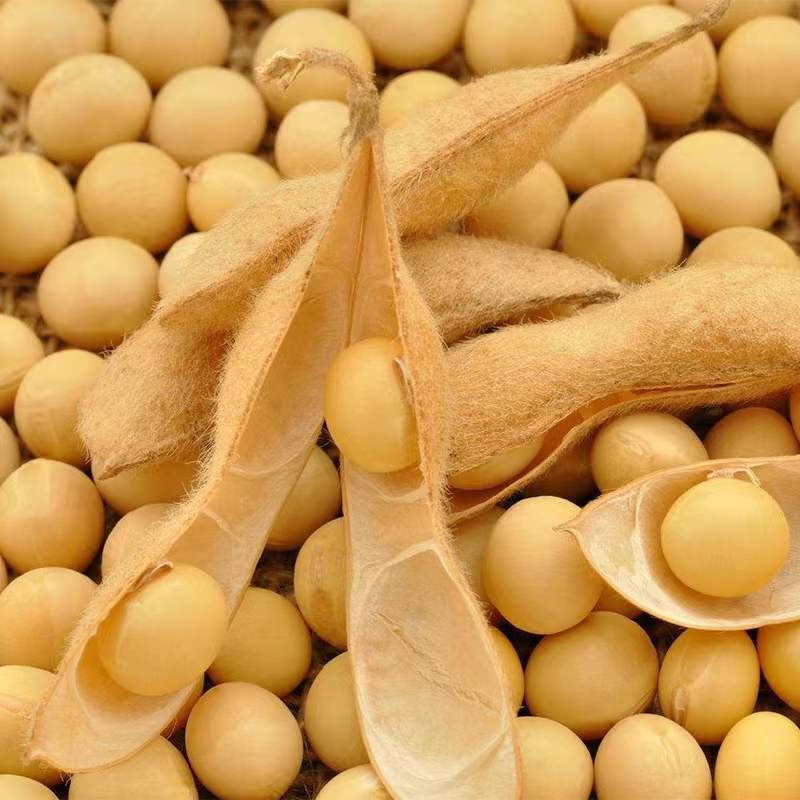 当季新货黄豆做豆腐发芽打豆浆农家自产五谷杂粮原料一件代发