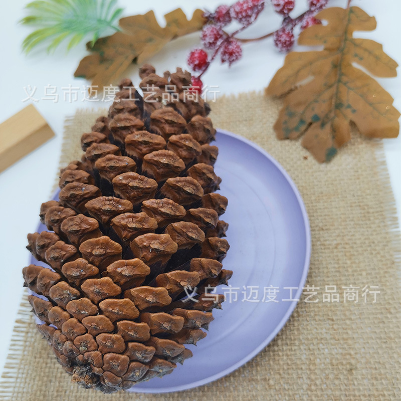10-12cm American pine