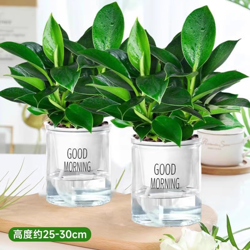 [1,2발 쏘기]✅25-30cm 황금 다이아몬드 3개 + 굿모닝 화분 2개 + 영양액