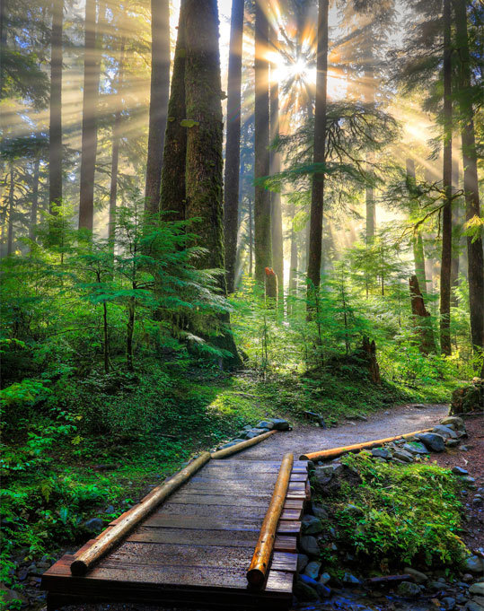 唯美阳光下森林树