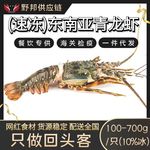 小青龙 印度尼西亚大龙虾 花龙 波士顿龙虾 液氮速冻特大花龙虾