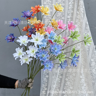 ƽ�r���滨5�^�ذ�ٺϻ� ��c�ٻ� ���@�L�����쾰��䁙����b�