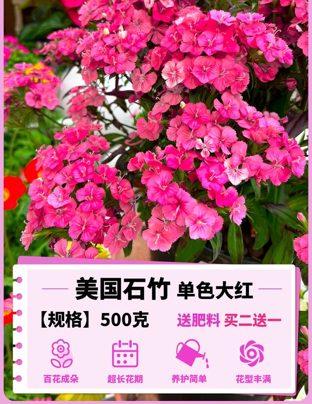 ヨーロピアンコスモスの花の種子は耐寒性の低生のカラフルなコスモスの花の種子で、ベランダ、中庭、屋内外で四季を通じて播種して開花させることができます。|undefined