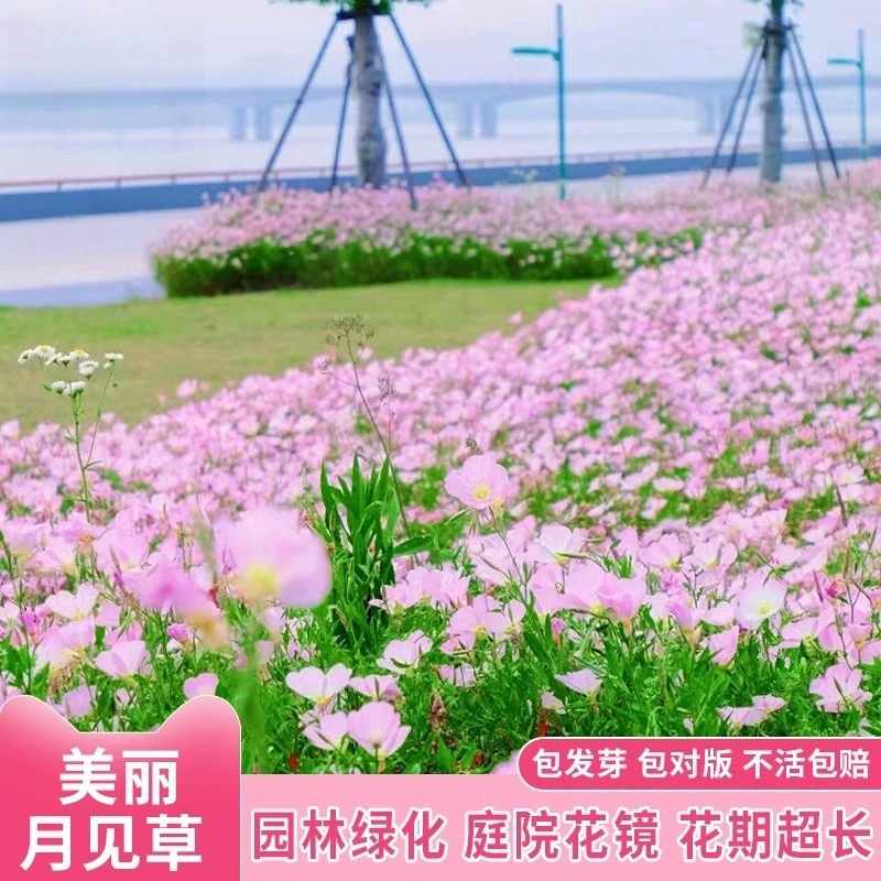 Красивые семена вечерней примулы