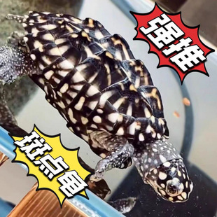 Spotted Pond Turtle Tropical Spotted Turtle Ornamental Pet Deep Water Turtle Small Spotted Turtle Keelback Turtle