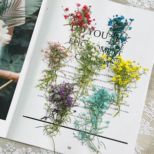 Xiacao Gypsophila Gypsophila Dried Flower Embossed Plant Specimen Gel Dropping Mobile Phone Case Handmade Photo Frame Material Baffle Face Decoration