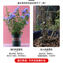 蓝雪花苗盆栽阳台观花耐热好养植物花园庭院爬藤攀援花藤本白雪沃