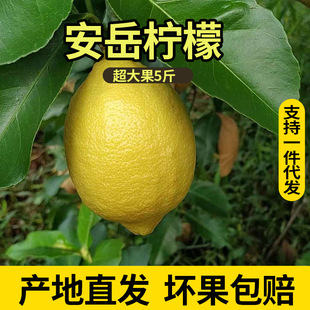 Бег Anyue Lemon Fresh Fruit Yellow Lemon Peel, тонкий сок, кислый вкус, полный фрукты 5 фунтов происхождения Оптовое место