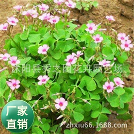 种子;草种子;草坪