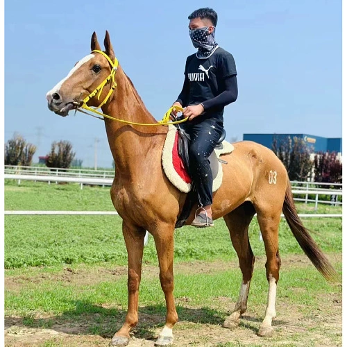 Урок верховой езды на коне, верховая езда на настоящем лошади, семейное разведение, верховая езда, туристический аттракцион, просмотр лошадей