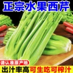 正宗山东西芹5斤水果芹菜新鲜无叶安尼榨汁芹菜嫩心香芹优质绿色