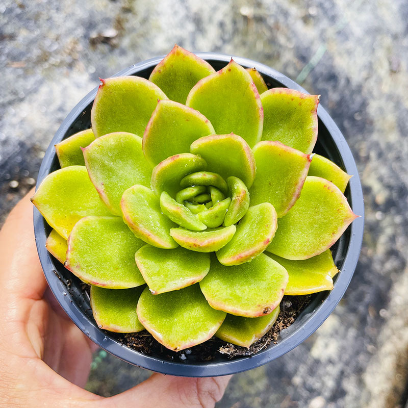 백원형 화분 옥컵 동윤 6-8cm (재배 후 배송)